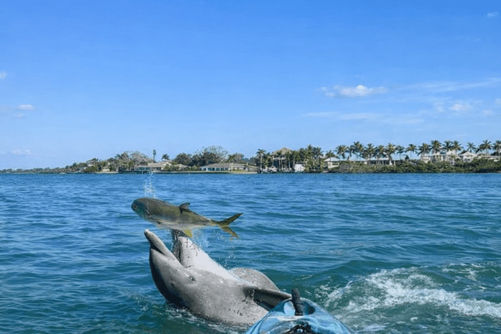 Dolphin jumping near a fish and kayak in clear blue waters with palm trees in the distance.