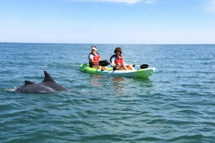 Two people kayaking near dolphins in open water.