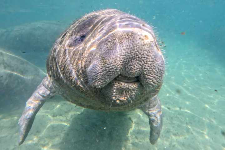 Close-up of a manatee swimming underwater.