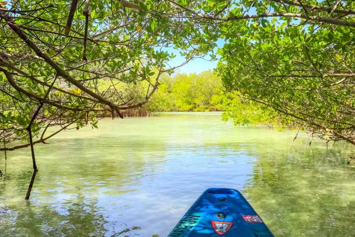 View from a kayak under leafy branches over a calm, green waterway.