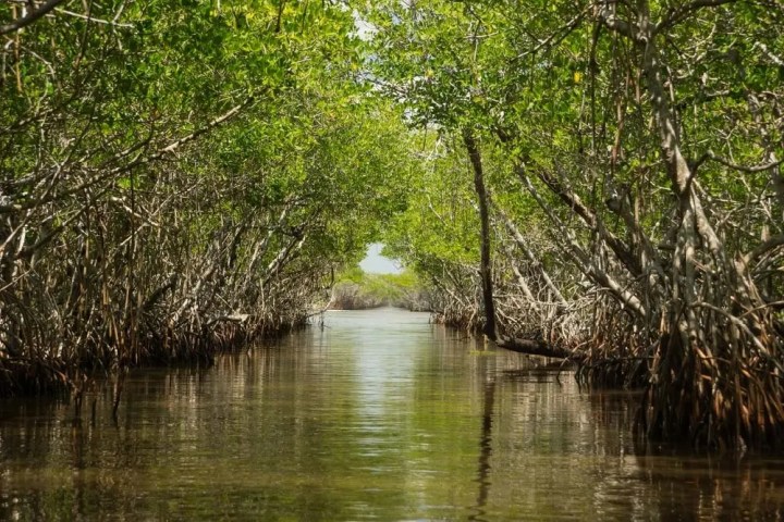Narrow waterway through lush green mangrove forest with visible roots.