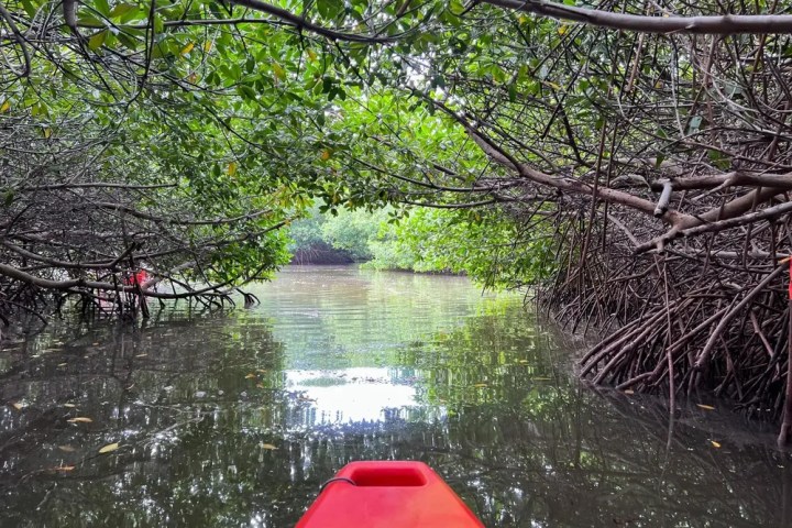 Kayak on calm water under arching mangrove branches.