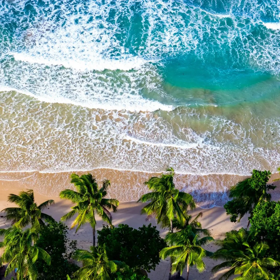 Aerial view of palm trees lining a sandy beach with waves crashing.