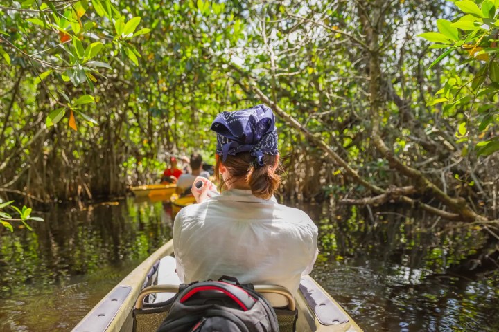 Person kayaking through dense mangrove forest with others.