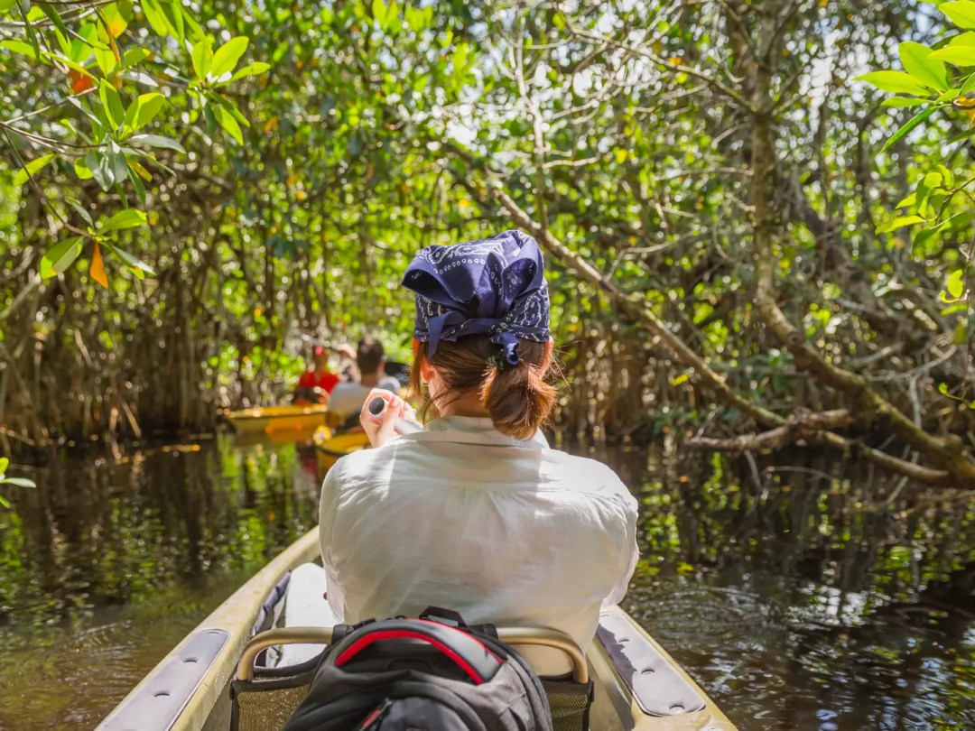 Person kayaking through dense mangrove forest with others.