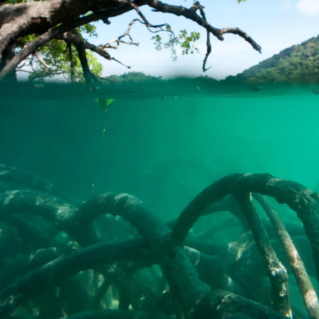 Split view of mangrove roots underwater and branches above.