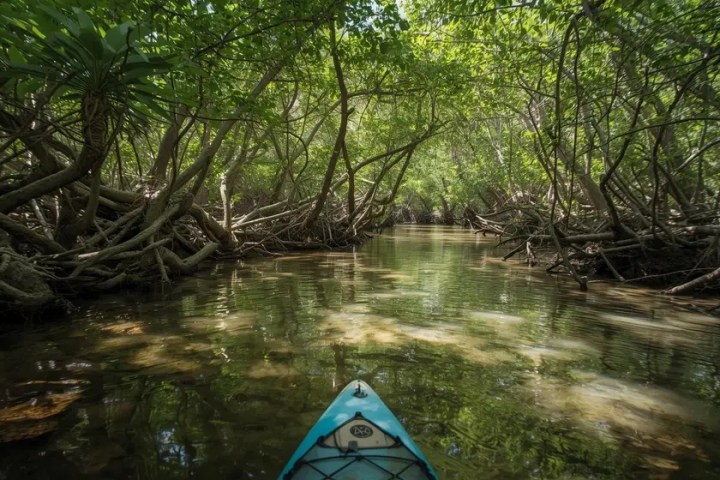 View from a kayak navigating through a leafy mangrove tunnel over calm water.