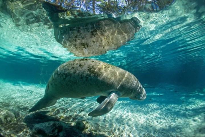 Manatee swimming underwater with reflection on surface.