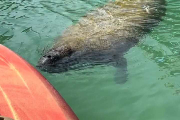 Manatee swims near a kayak in clear green water.