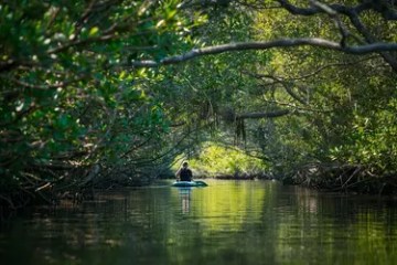 Person kayaking through a lush, narrow mangrove waterway.