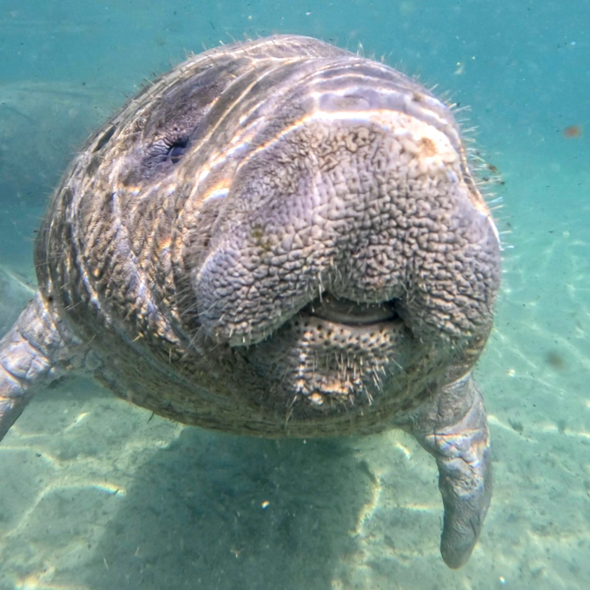 Close-up of a manatee underwater, facing the camera with a calm expression.