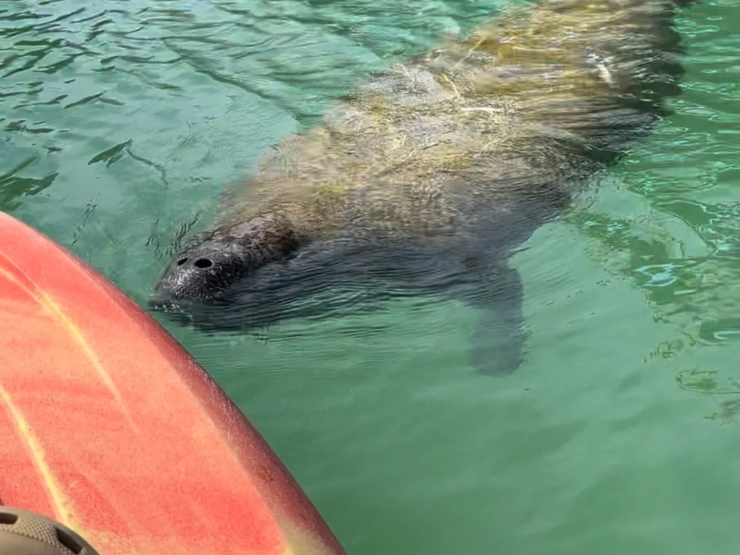 Manatee swimming near a kayak on clear green water.