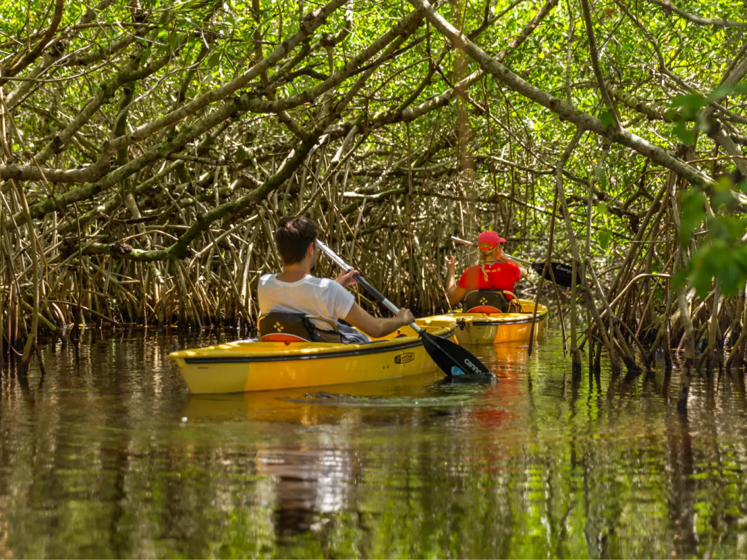Two people kayaking through a dense mangrove forest.